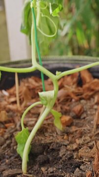 Wilted Climbing Seedling Stands in a Fabric Garden Planter, Close View of Soil, Mulch and Support String Shows Home Gardening, Plant Care and Growth Vertical video.
