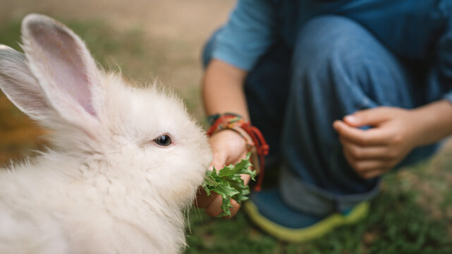 A fluffy white domestic rabbit eating fresh leafy greens from a child's hand outdoors on grass, illustrating gentle animal interaction, pet care, childhood learning, and nature.