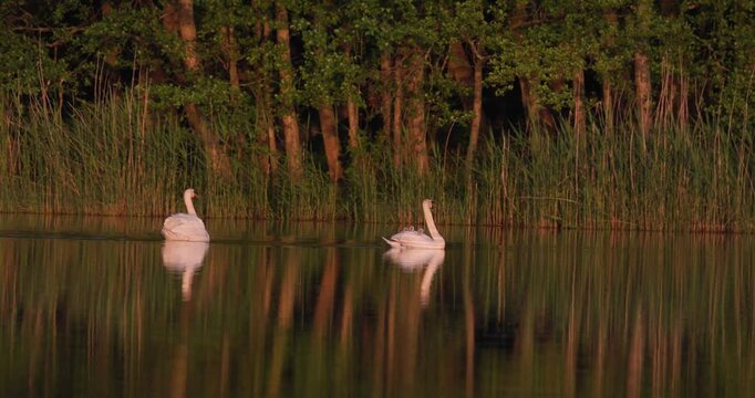 Mute Swan carrying three cygnets on back with partner swimming on calm mirror lake surface at early sunrise in slow motion