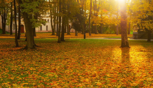 Autumn park landscape at sunset - bright sunlight streaming through tall trees onto yellow fallen leaves blanketed on the lawn, panoramic view of autumn city park