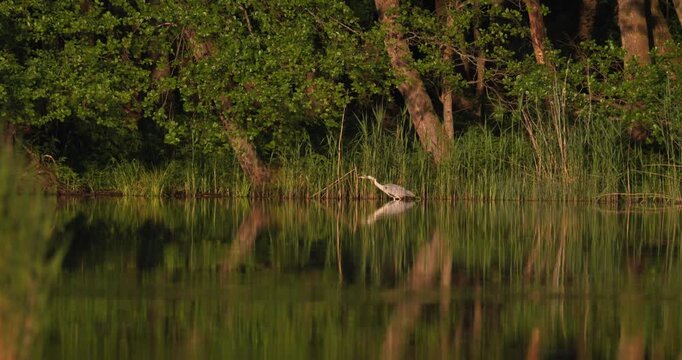 Grey Heron hunting in shallow water along reed bed on calm mirror lake at early sunrise in slow motion