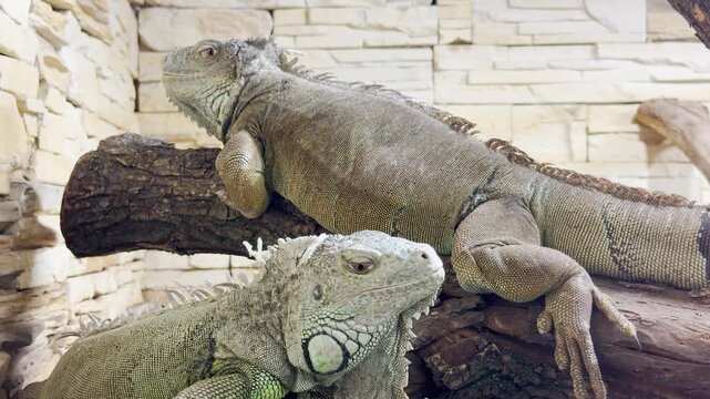 Two green iguanas rest peacefully on wooden logs inside their terrarium at the zoo in Saint Petersburg. This magnificent scene evokes a sense of calm wonder and quiet joy.