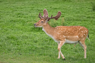 Naklejka premium Fallow deer in the run
