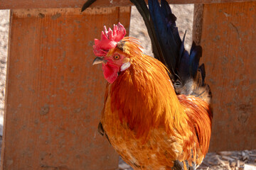 Proud Red Rooster with Vibrant Orange Plumage Standing by a Rustic Wooden Fence on a Farm © dizfoto1973