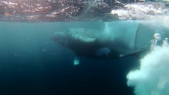 A humpback whale swims on its belly before moving its tail close to the camera and returning to a normal swimming position as it moves away during the Sardine Run in South Africa.
