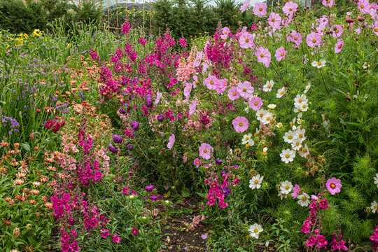 In an English flower garden