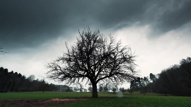 Bare lone tree in rain on a gloomy winter day. Time lapse of rural landscape with moody rainy weather and dark clouds on a meadow.
