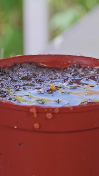 Hand Waters Dark Soil Then Covers a Yellow Seed in a Red Plastic Pot, Close View Shows Container Gardening Care and Plant Growth Vertical video.
