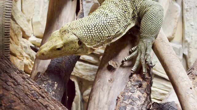 A monitor lizard climbs on branches in its zoo enclosure in Saint Petersburg. This fascinating reptile brings a calm sense of wonder and joy.