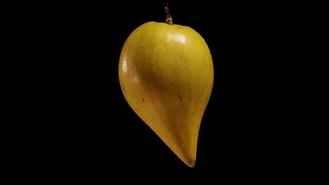 Ripe Yellow Canistel Fruit Rotates Against a Black Background, Showing Glossy Skin and Tapered Shape for Fresh Tropical Produce and Healthy Eating