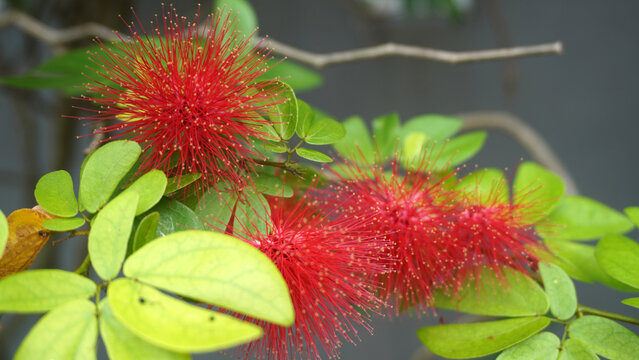 Vivid red powder puff flowers blooming among green leaves.