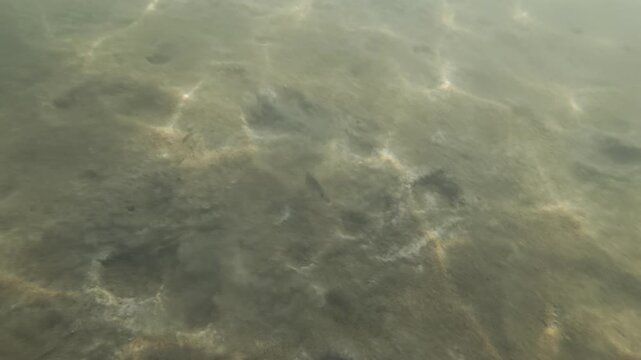 Underwater light rays dancing on a sandy seabed in murky water, creating a natural background with movement and texture