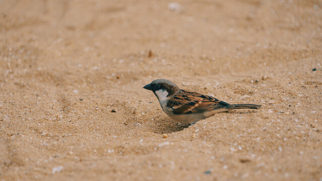 Close-up of a small brown house sparrow standing in a small depression on a sandy beach with a softly blurred background.
