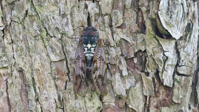 木の幹を歩いて降りていくアブラゼミのオス -Large brown cicada-