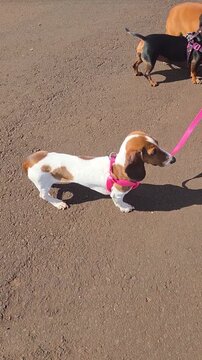 Mulher passeando com cachorros pela rua 
