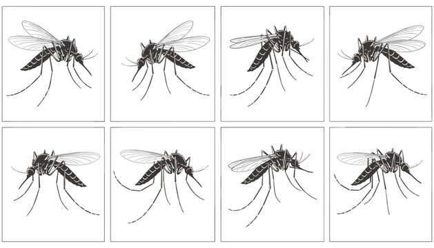 Scientific illustrations of a mosquito shown in eight different anatomical positions inside a grid layout.