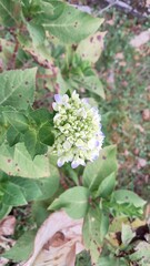 Obraz premium Hydrangea flower bud close up