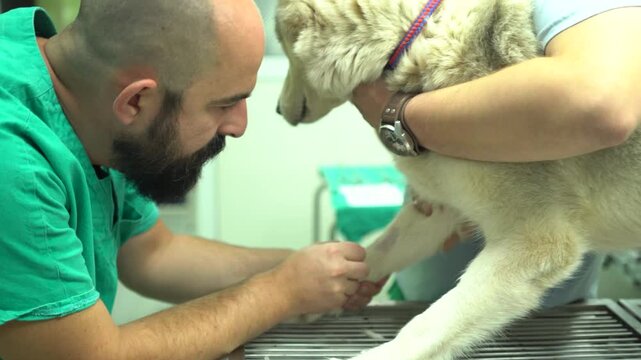 A veterinarian inserting a cannula in a purebred dog's leg in an animal hospital while the vet assistant handles the dog