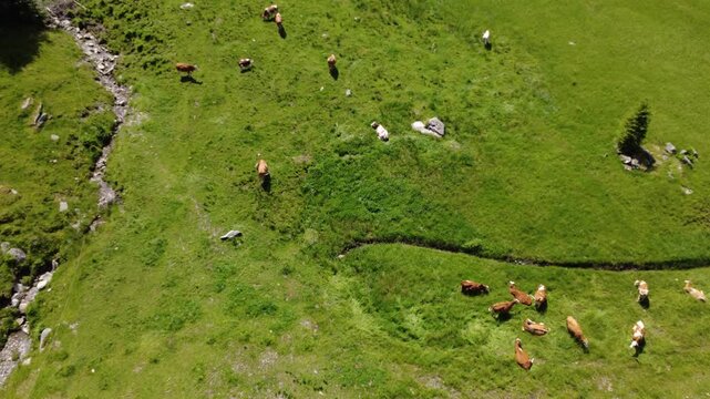 Drone Shot Capturing Cows Grazing in a Beautiful Green Alpine Landscape, Austrian Alps