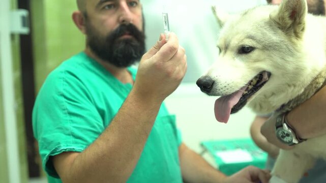 Portrait of a purebred dog and a vet inserting an injection of sedatives into a cannula on a dog patient's leg while the vet assistant is handling the dog