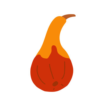 Cute vector illustration of a small decorative pumpkin , perfect for autumn harvest, Halloween, Thanksgiving, seasonal decor, gardening and fall designs.
