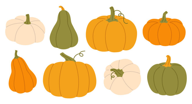 vector pumpkin set  , perfect for autumn, harvest, Halloween, Thanksgiving, seasonal food, farm and festive designs.