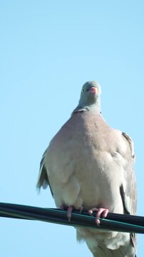 Low angle vertical shot of grey bird perched high on thin power lines against vast blue sky.