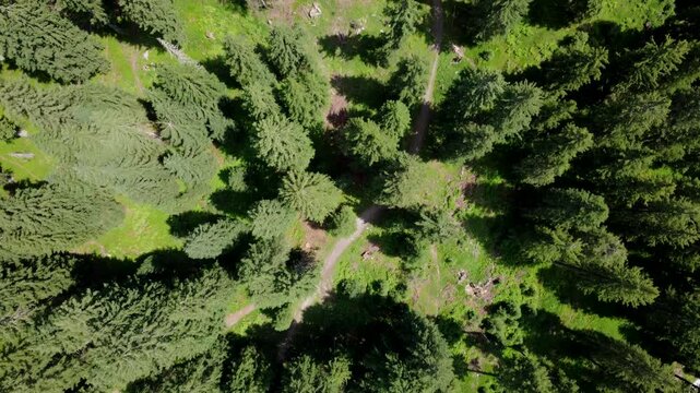 Stunning Aerial Drone Shot of Green Summer Forest in the Austrian Alps Near Koenigsleiten.