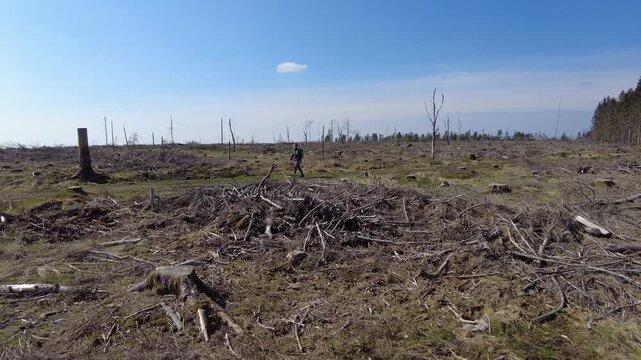 A hiker navigates a barren, deforested landscape filled with tree stumps and wood debris in Thuringia, Germany, under a sunny sky.