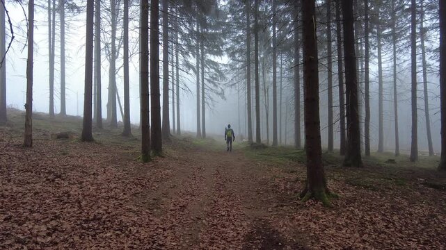 Explore the tranquil Thuringian Forest in Germany. A hiker walks a foggy path covered with fallen leaves, enveloped by tall pine trees, creating a remote and peaceful natural scene.