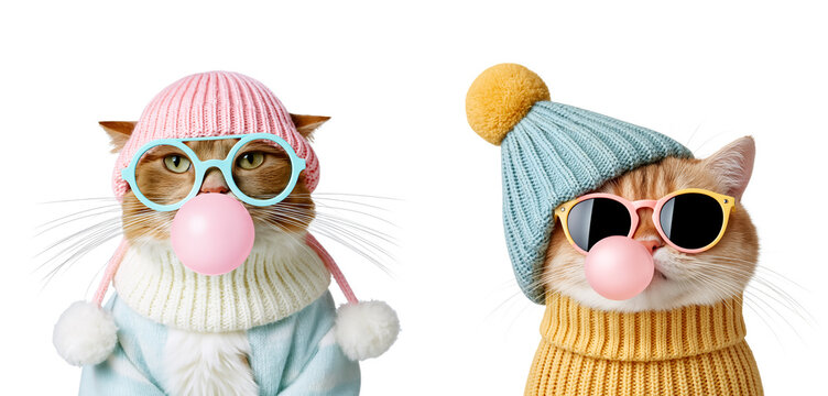  Cute fashionable cat in a warm knitted hat with glasses blowing bubble gum