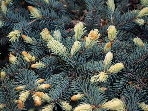 Blue spruce with creamy-white new spring shoots.