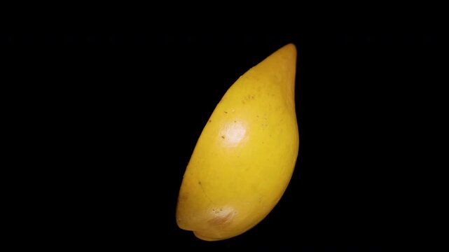 Ripe Canistel Fruit Rotates Against a Black Background, Revealing Yellow Flesh and Glossy Brown Seeds for Fresh Tropical Food Preparation
