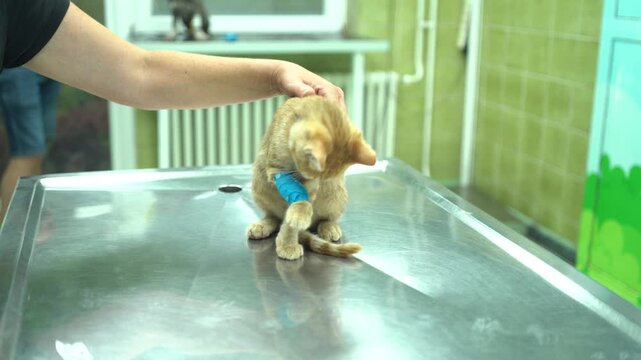 Young orange car at the animal hospital table has been treated with care by the veterinarian who is giving the patient medicine in the mouth and injecting it with a vaccine