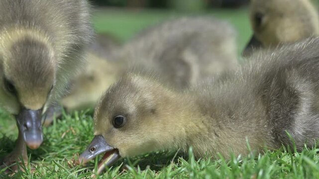 Greylag Goose (Anser anser) young goslings in closeup, eating grass. June, Kent, UK [Half speed] 