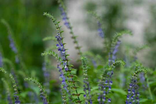 Delicate blue-violet skullcap flowers. Scutellaria galericulata L., common skullcap, with delicate blue-violet flowers growing among lush green foliage in a natural garden setting. 