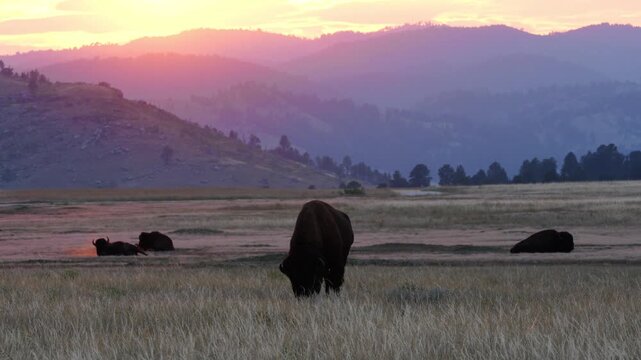 American Bison (Bison bison) Bull bachelor group backlit at sunset in the Black Hills of South Dakota.