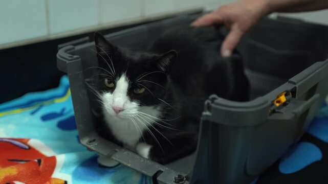 Cute cat in a transporter at the vet, and owner hand stroking pet fur