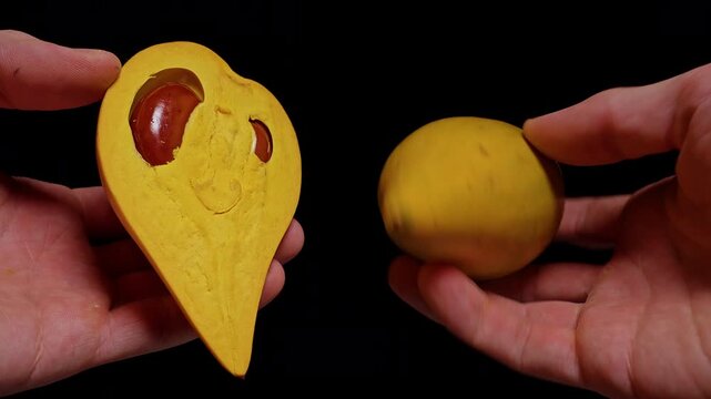 Two Hands Hold a Halved Canistel Fruit and Whole Canistel Against Black Background, Revealing Yellow Flesh and Brown Seed, Tropical Freshness