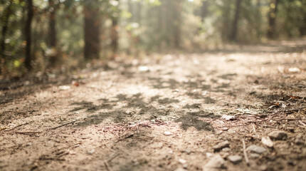 Fototapeta premium Dirt path through peaceful green forest with dappled sunlight shadows, sunlight
