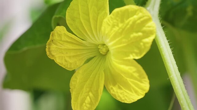 Close Up of a Bright Yellow Melon Flower Blooming among Green Leaves, Showing Detailed Petals And Reproductive Center During the Flowering Stage