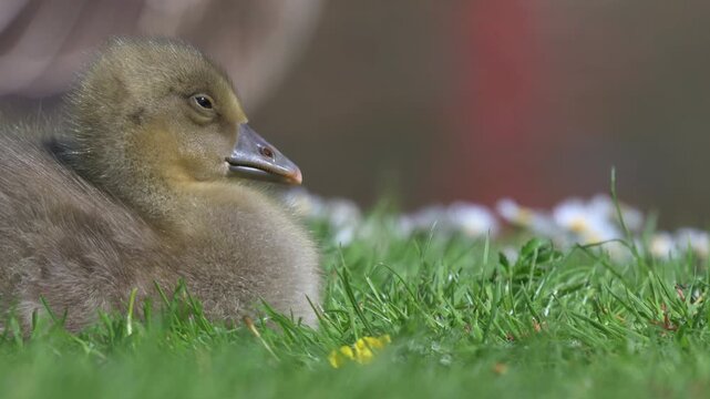 Greylag Goose (Anser anser) young gosling in closeup, falling asleep. June, Kent, UK [Half speed] 