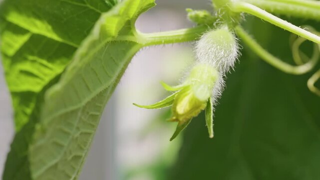 Close Up of an Unopened Female Melon Flower Bud with a Fuzzy Ovary on a Green Vine, Showing the Early Stage of Flowering And Future Fruit Formation