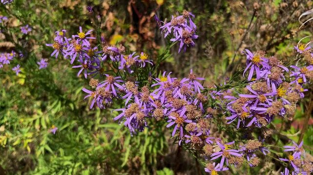 Cluster of vibrant purple new england aster flowers with yellow centers gently swaying in a light breeze on a sunny day