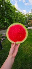 Hand Holding Fresh Juicy Watermelon Slice in Summer Garden © Diana