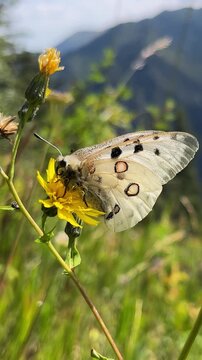 Mountain apollo butterfly (parnassius apollo) feeding on nectar from a yellow wildflower. Gentle insect in its natural alpine habitat