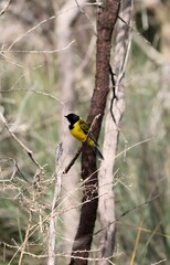 Fototapeta premium Male Australian Golden Whistler (Pachycephala pectoralis), South Australia