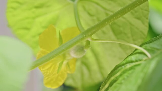 Close Up Rear View of a Female Melon Flower with a Small Fuzzy Ovary And Curved Tendril, Showing Natural Reproductive Growth among Green Leaves