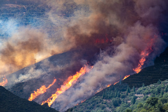 Wildfire burning through a forest