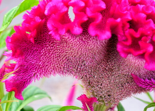 赤いケイトウの花